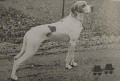 Pedigree TINO BOGAS Pedigree TINO BOGAS